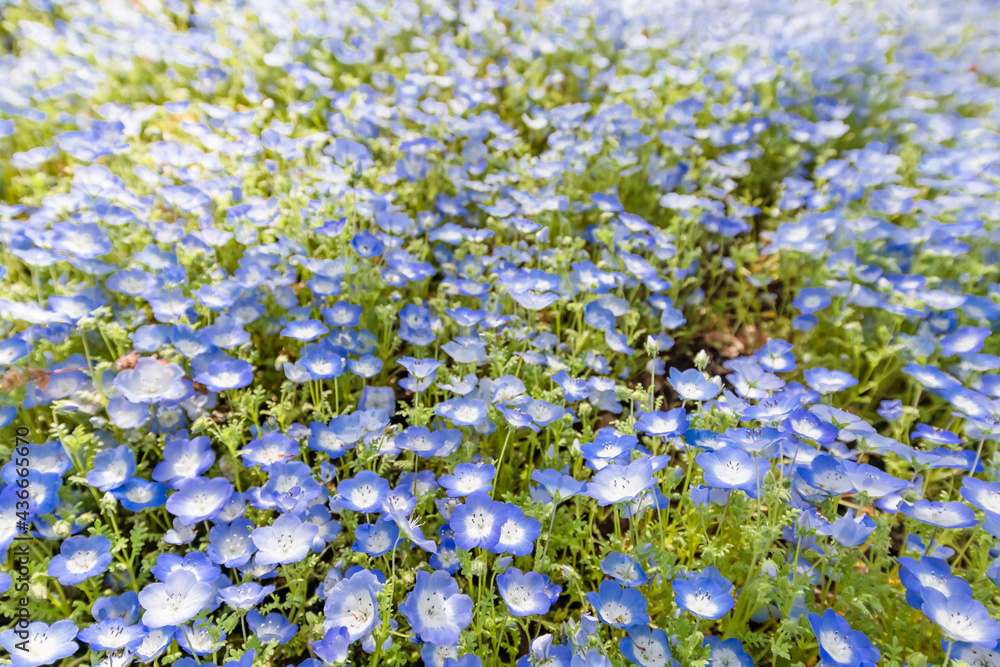 風に揺れる瑞々しい満開のモネフィラ