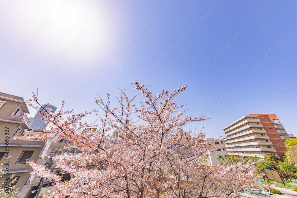 都会に咲く満開の桜の花