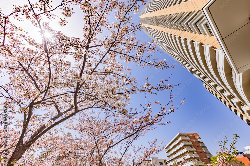 都会に咲く満開の桜の花