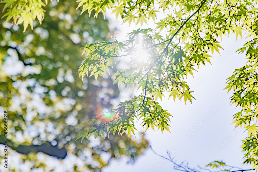 太陽の光が当たる、瑞々しい新緑の木