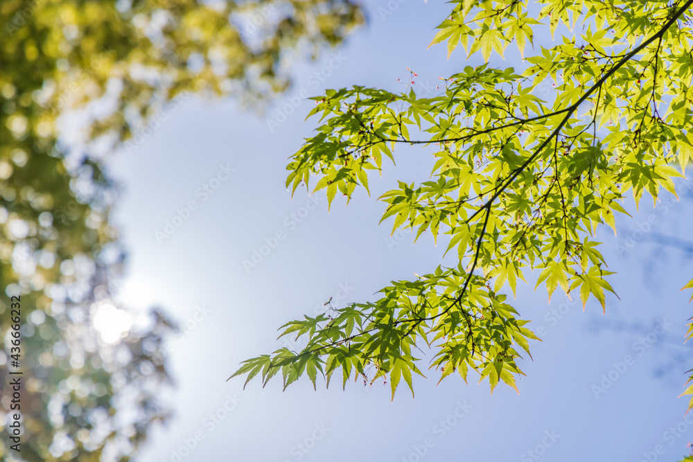 太陽の光が当たる、瑞々しい新緑の木