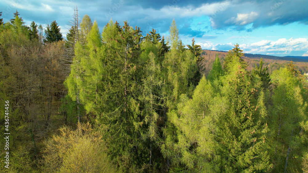 AERIAL: Flying over the lush canopies reveals a vast forest covered countryside.