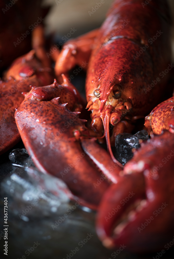 Close up of a cooked lobster