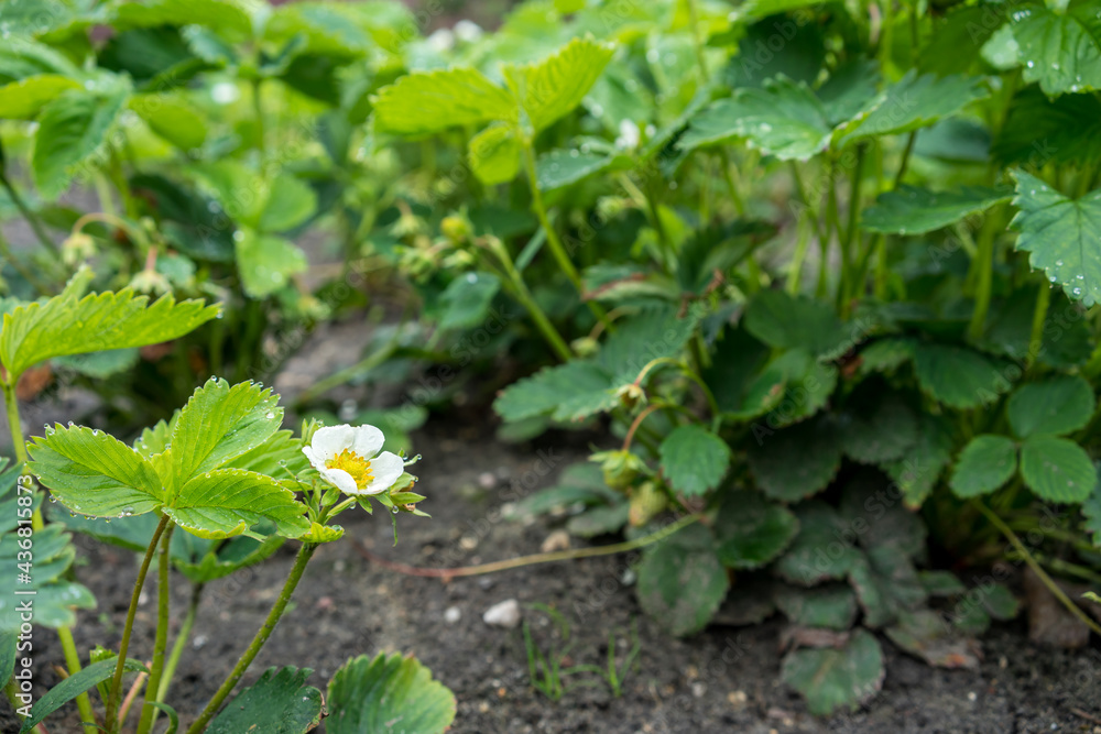 Organic strawberry plants in spring