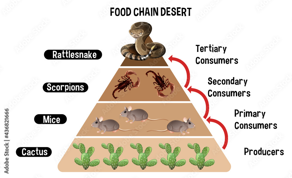 沙漠教育食物链示意图