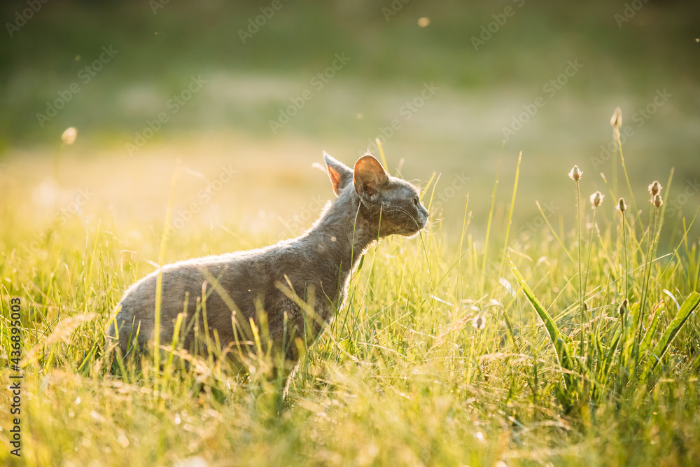 Young Gray Devon Rex Kitten Sitting In Green Grass. Short-haired Cat Of English Breed. Summer Sunset