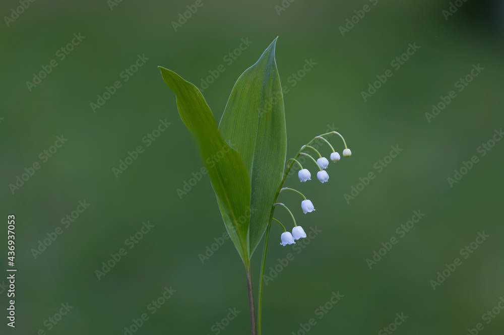 山谷百合，Convallaria majalis是一种林地开花植物，气味甜美，下垂。