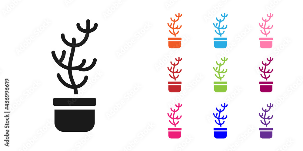 Black Exotic tropical plant in pot icon isolated on white background. Set icons colorful. Vector