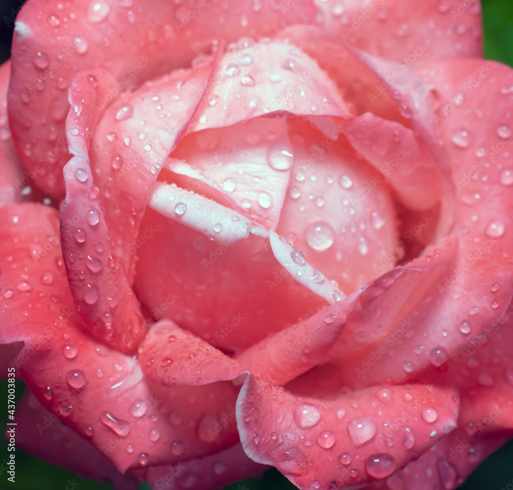 pink rose, close-up. there are raindrops