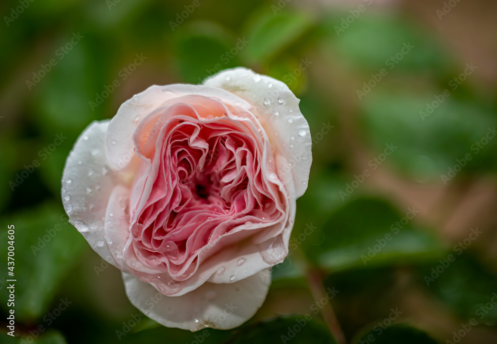 pink rose, close-up. there are raindrops