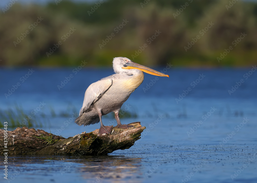 A single and a pair of Dalmatian pelican (Pelecanus crispus) are photographed close-up in soft morni