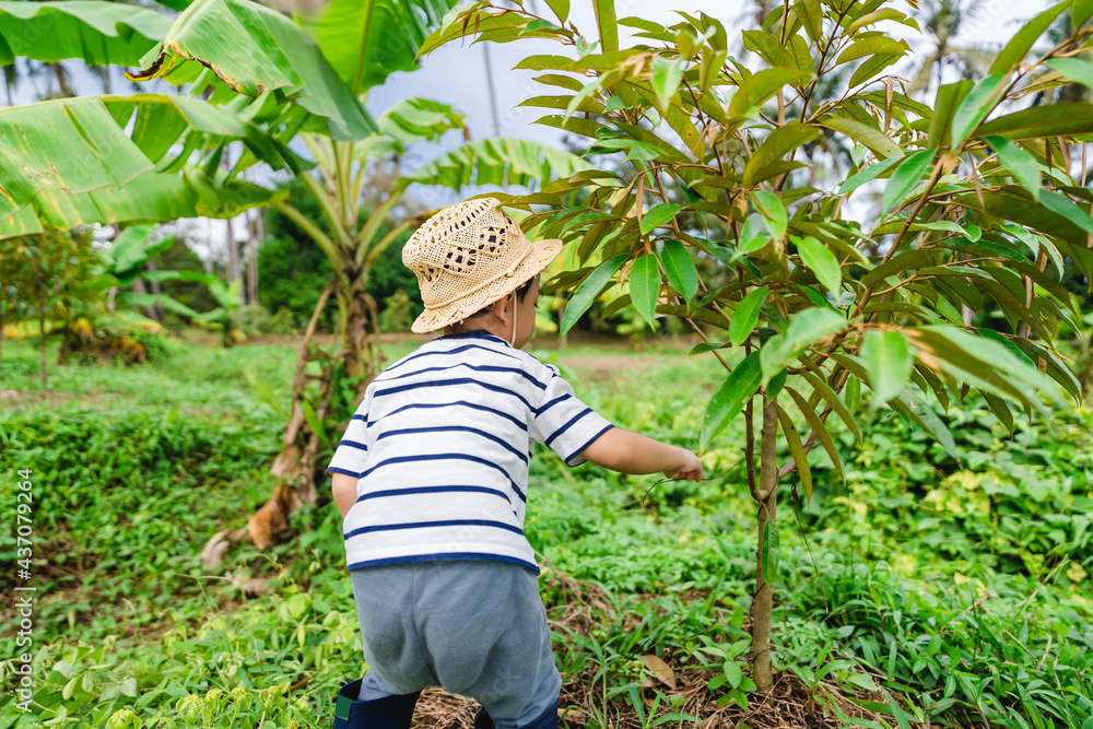 榴莲种植园农场花园果园里可爱的4岁亚洲男孩帮助树木。接受计划