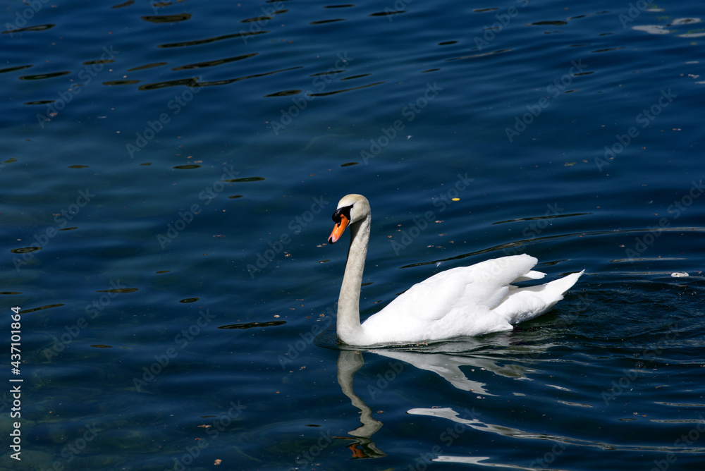 White swan swimming on river Limmat at a beautiful summer day. Photo taken June 1st, 2021, Zurich, S