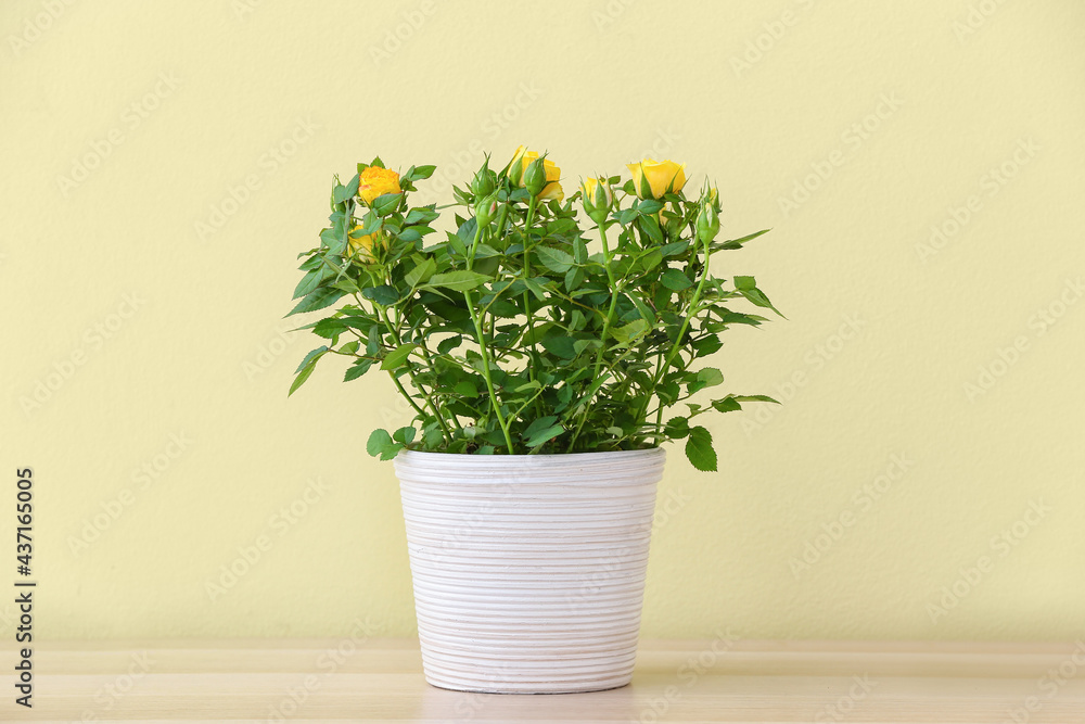 Beautiful yellow roses in pot on table near color wall