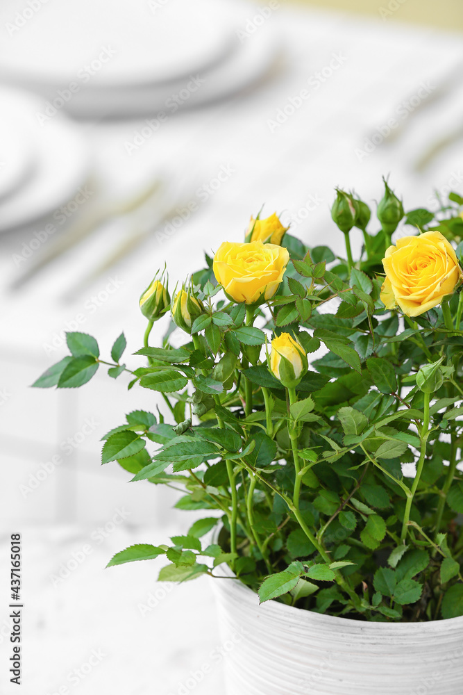 Beautiful yellow roses in pot on table, closeup