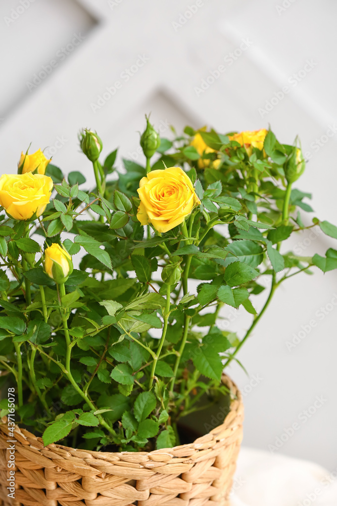 Beautiful yellow roses in pot on table, closeup