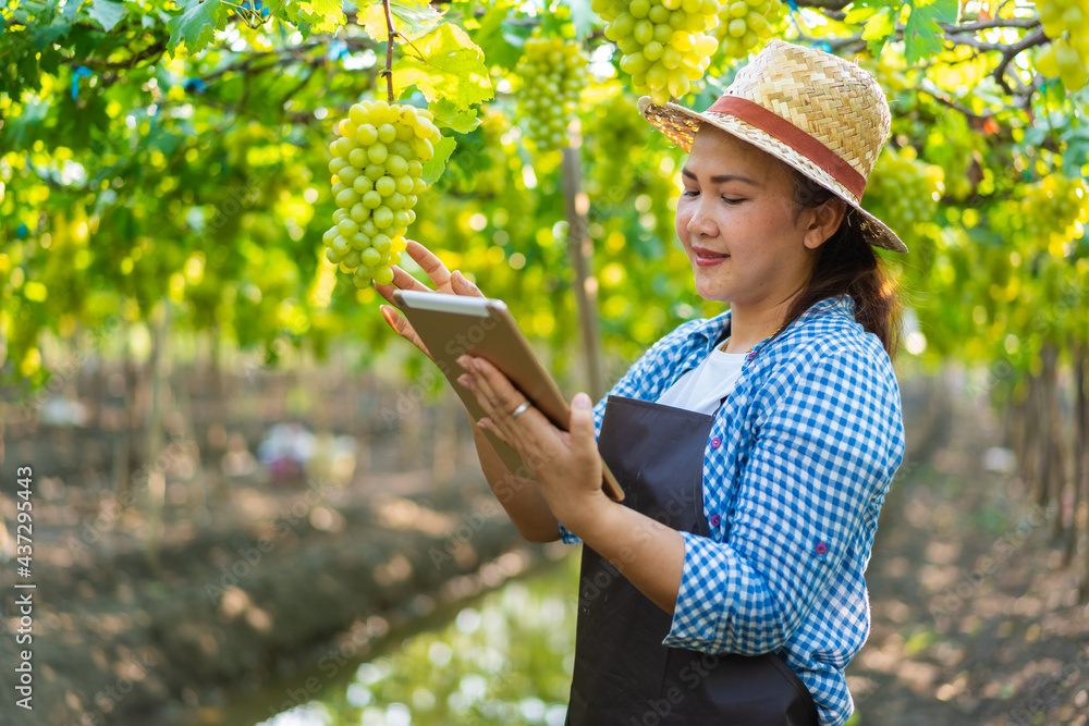 Asian farmer using digital tablet collecting data and monitoring fresh green grapes in organic viney