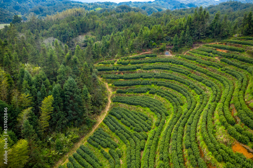 green tea plantation