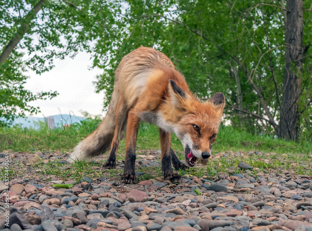 Young fox is looking at the camera in a city park. Animal portrait. Close-up.