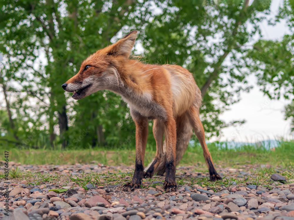 Fox cub is staying in the city park. Animalistic portrait. Close-up.