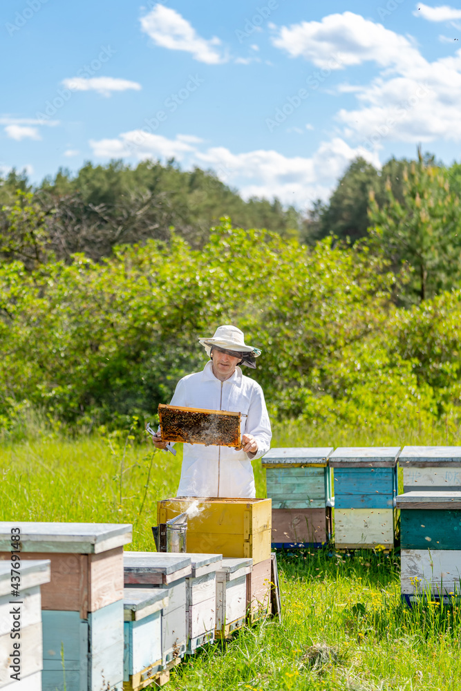 Yellow beehive with bees swarming around. Beekeeper in protection suit working with honeycomb.