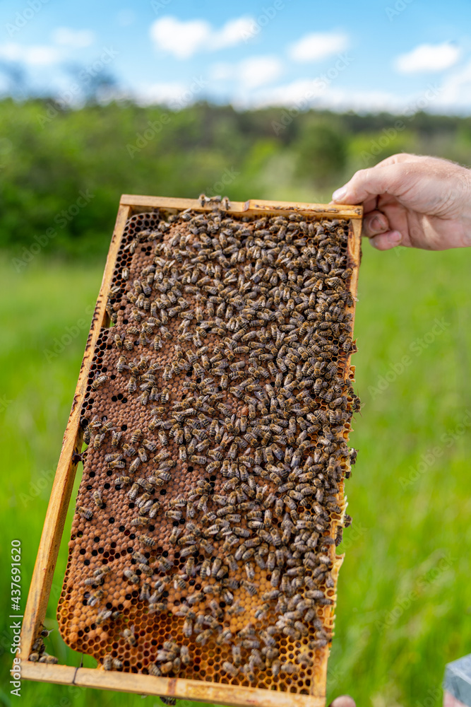 Wooden frame of natural beeswax. Sweet beekeeping honeycomb.