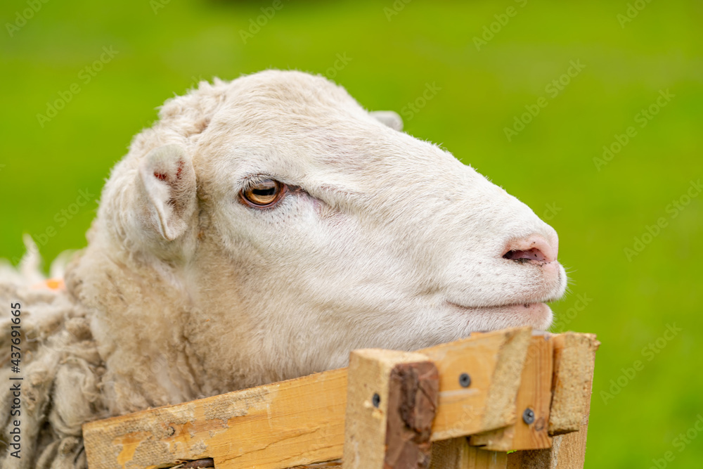 Sheep on the farm, close up of head. Shearing white cute sheep.