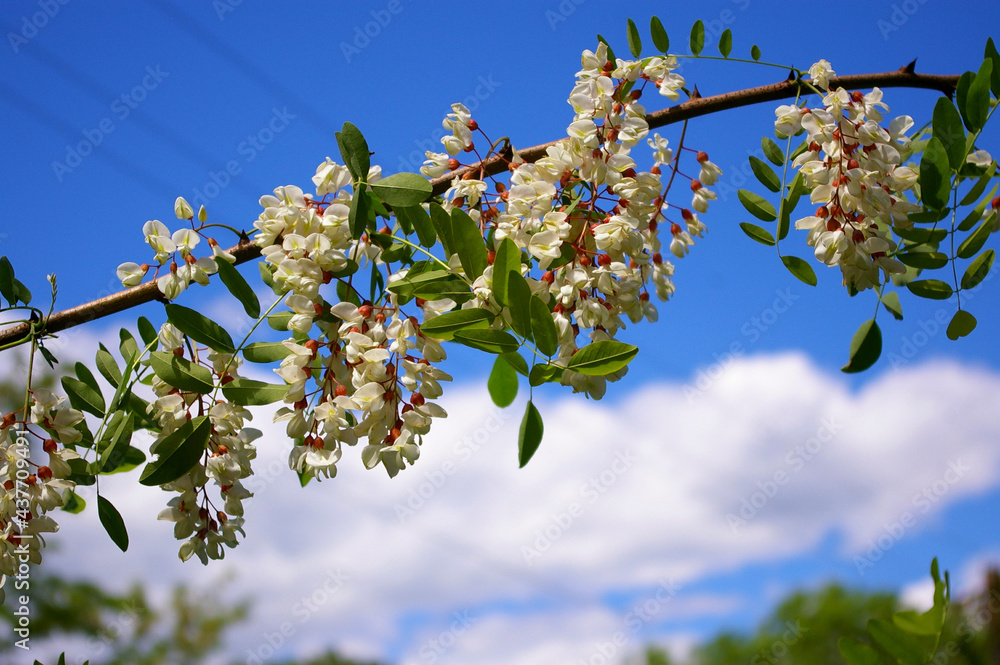 枝条上开满了新鲜的金合欢花。金合欢树，花朵芳香，排列成行