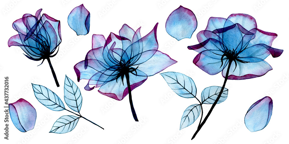 watercolor drawing transparent flowers and leaves of a rose of blue and pink color. clipart, set of 