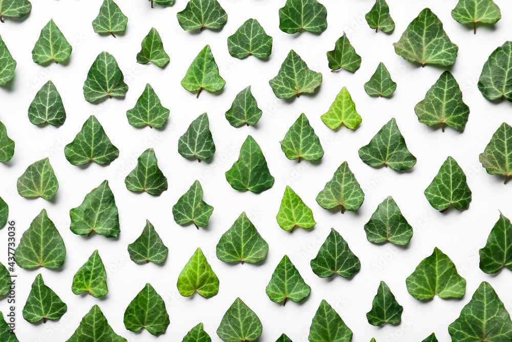 Green ivy leaves on white background