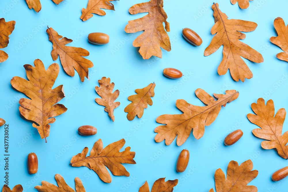 Dry oak leaves with acorns on color background