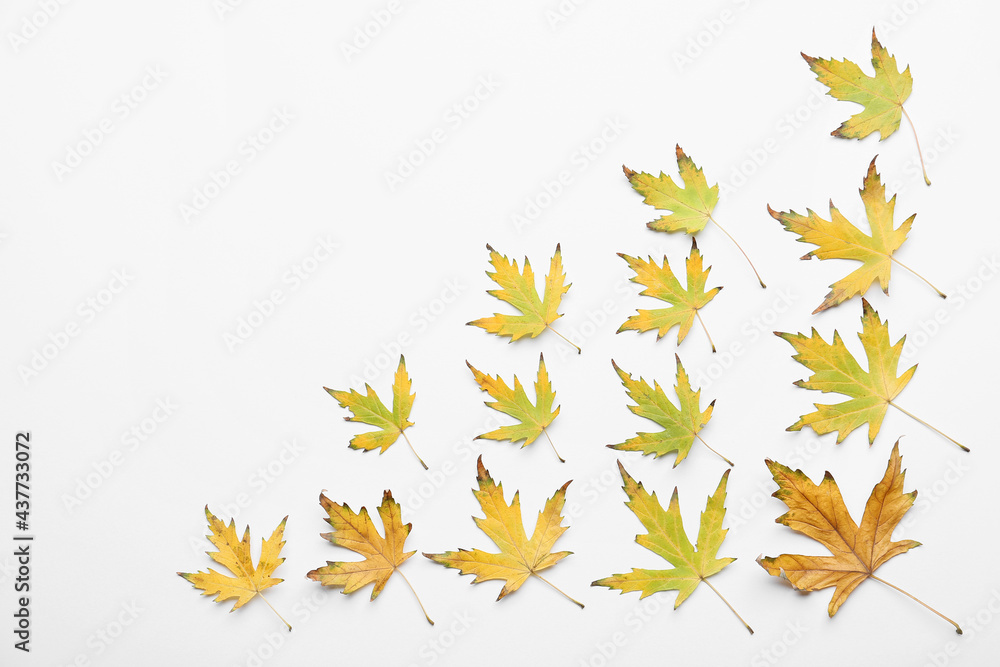 Maple leaves on white background