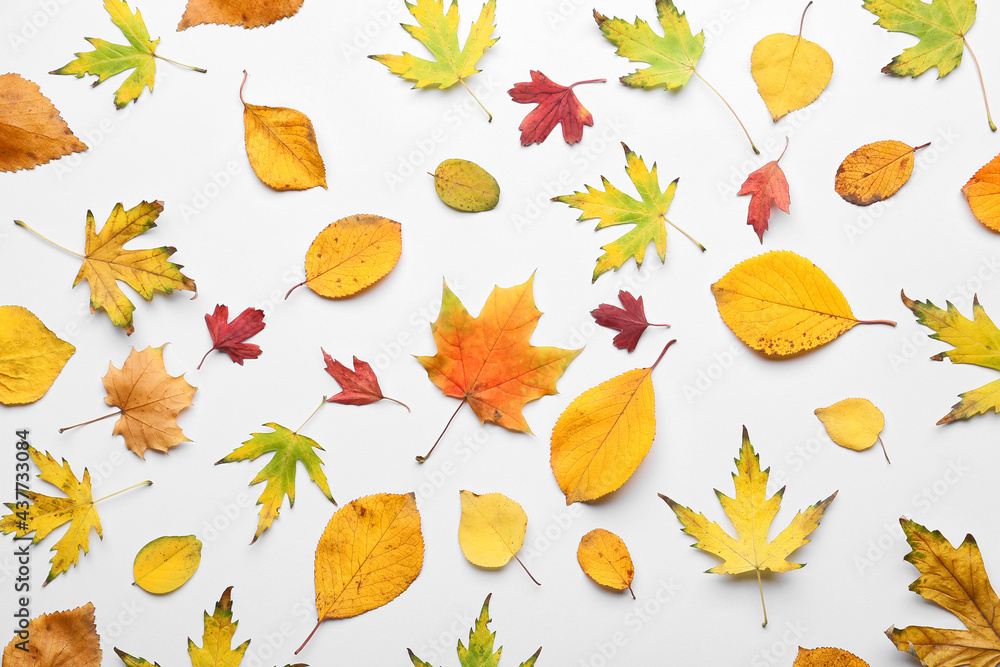 Beautiful autumn leaves on white background