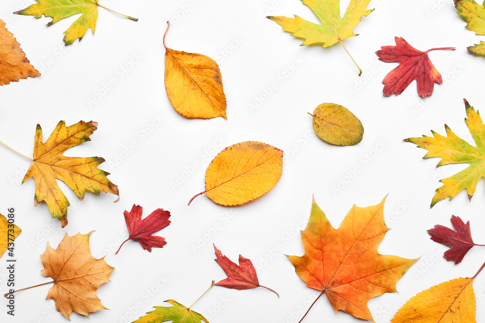 Beautiful autumn leaves on white background