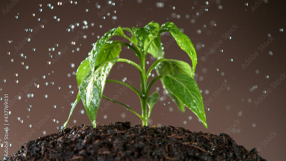 详细浇灌植物幼叶。