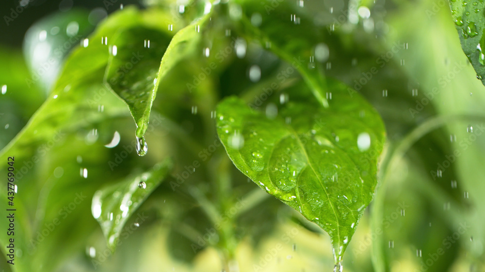 Watering young plant leaves in detail.