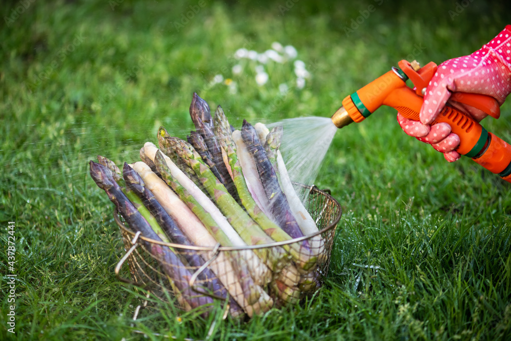 Farmer washes asparagus sprouts with garden hose