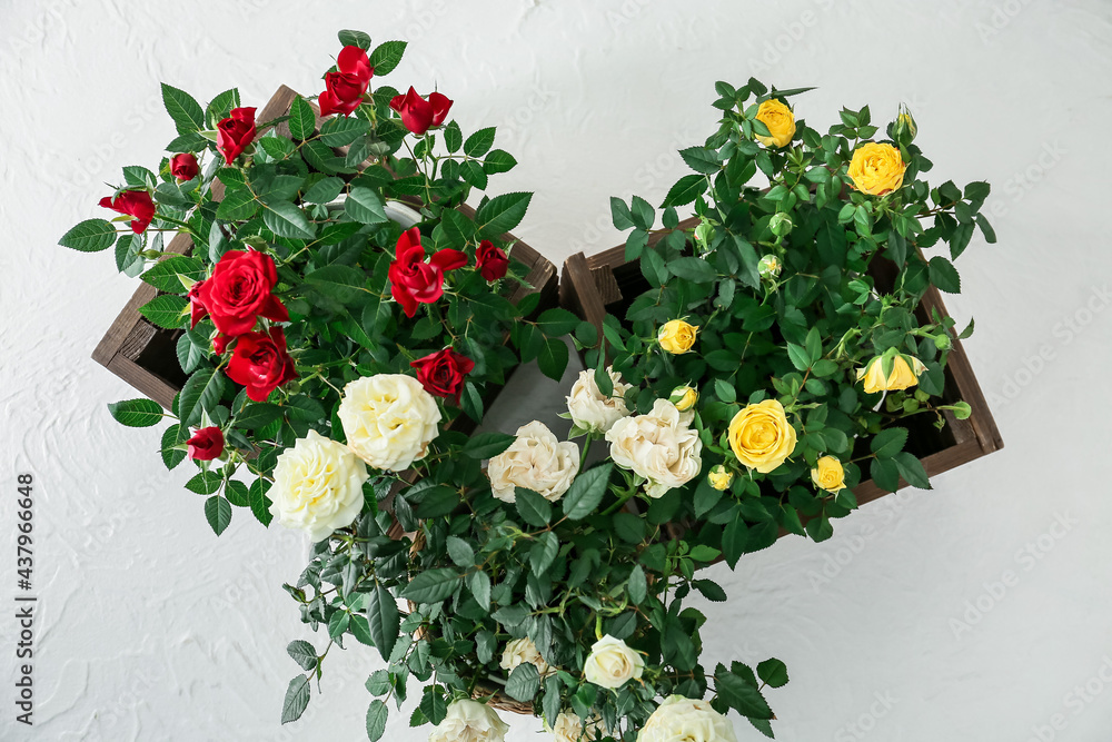 Beautiful roses in pots on white background