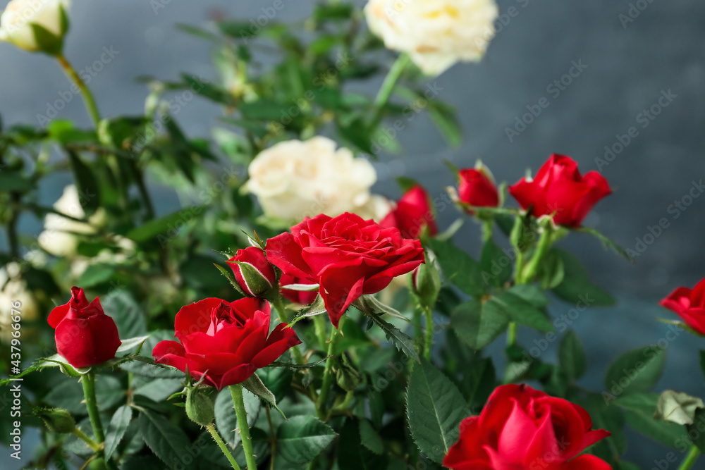 Beautiful roses in pots on dark background, closeup