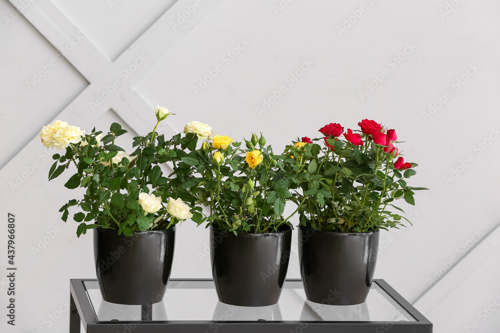 Beautiful roses in pots on table near light wall