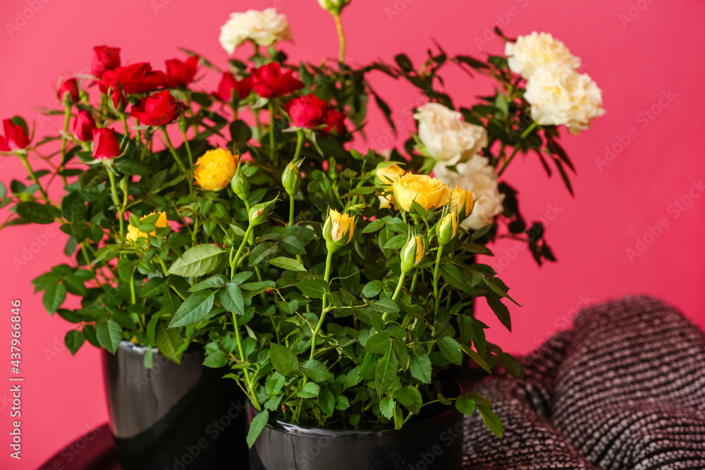 Beautiful roses in pots on table in room