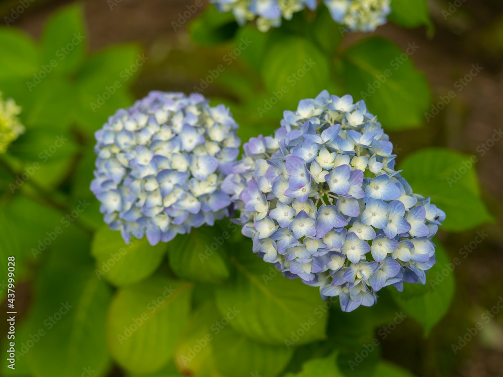 信貴山朝護孫子寺に咲く紫陽花の花々