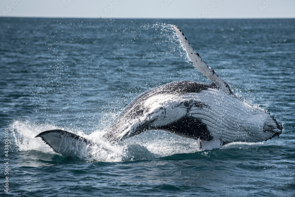 Humpback whale breaching out of water along the east coast of Australia