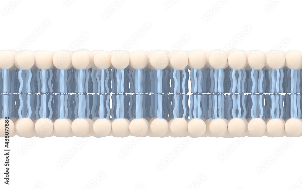 白色背景的细胞膜，三维渲染。