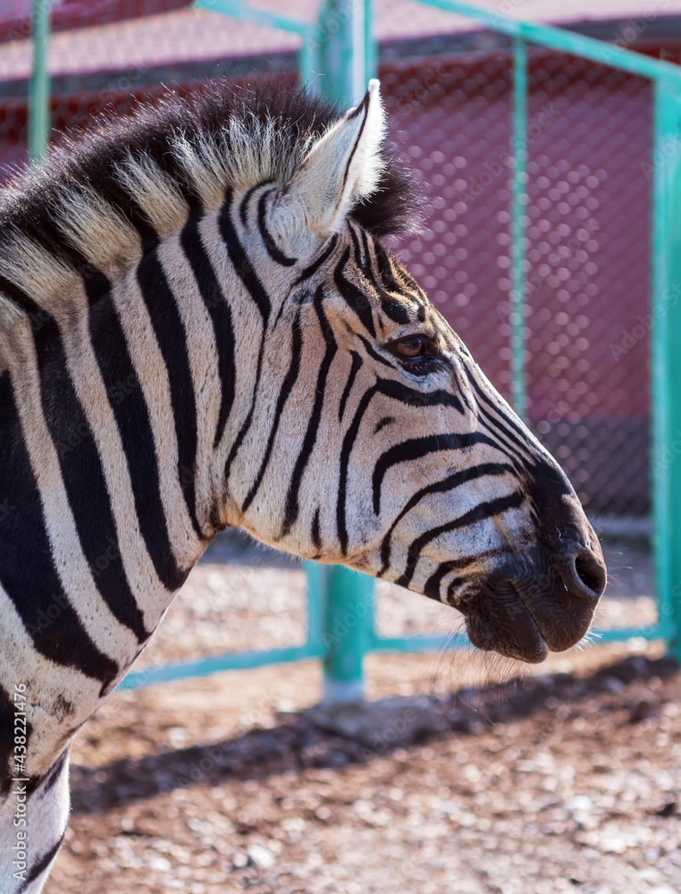 Zebra head. Portrait of an animal in profile. Close-up.