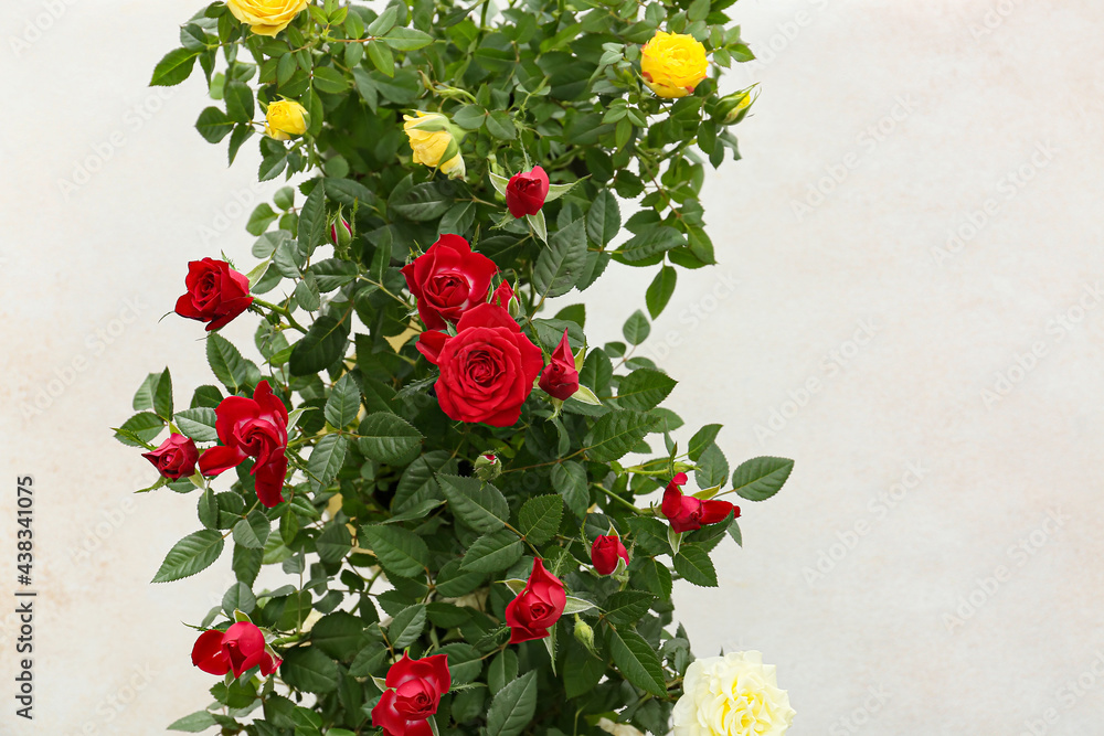 Beautiful roses in pots on light background