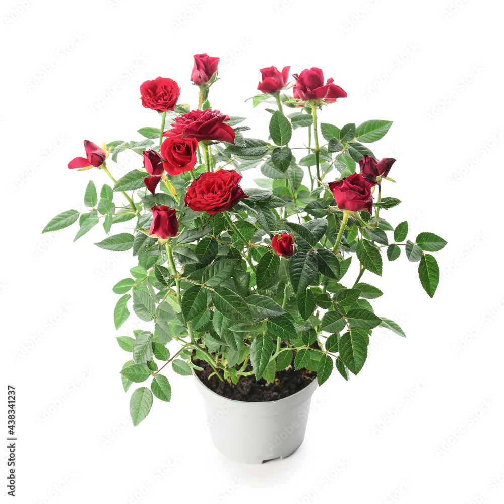 Beautiful red roses in pot on white background