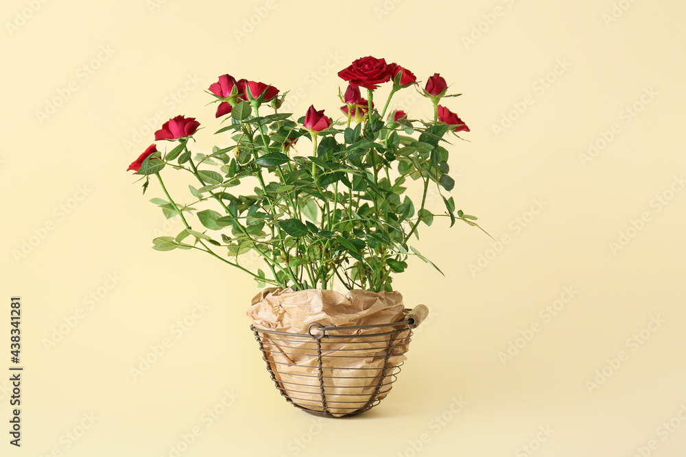 Beautiful red roses in pot on color background