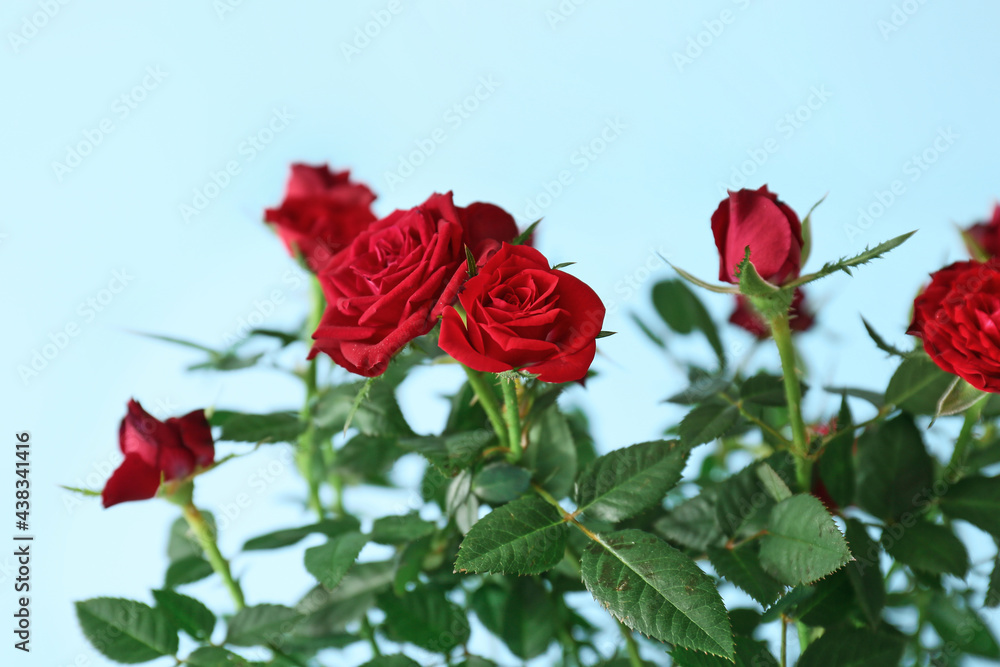 Beautiful red roses on color background, closeup