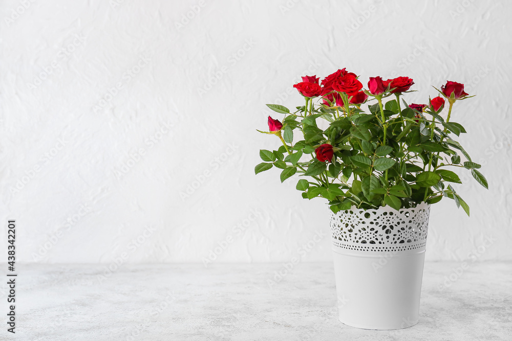 Beautiful red roses in pot on white background